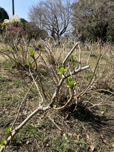 アジサイの芽吹き