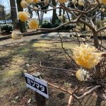 ミツマタは本当に三又