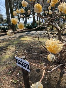 ミツマタは本当に三又