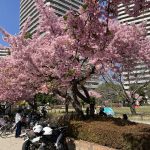 橋本公園の河津桜