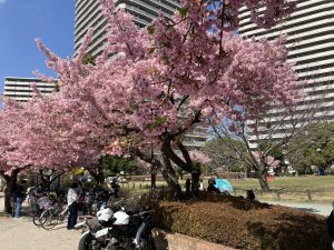 橋本公園の河津桜