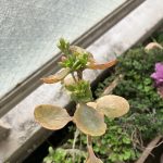 ベランダの花たちも復活