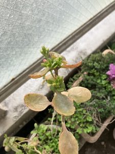 ベランダの花たちも復活