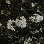夜のソメイヨシノ