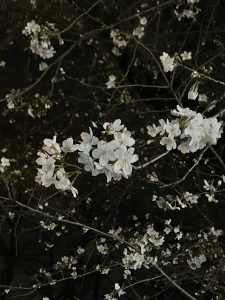 夜のソメイヨシノ