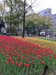食後のお散歩横浜公園
