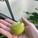 今年もできました。 黄色いいちじく