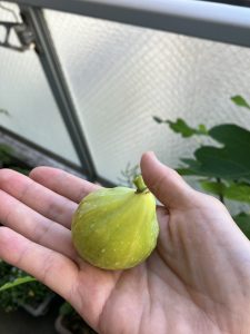 今年もできました。 黄色いいちじく