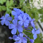 ルリテマリ満開♪