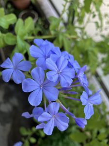 ルリテマリ満開♪