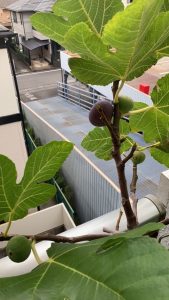 色づいてきました