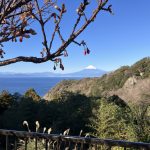 恋人岬からの富士山 with 河津桜