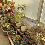 久しぶりに植えたパンジー