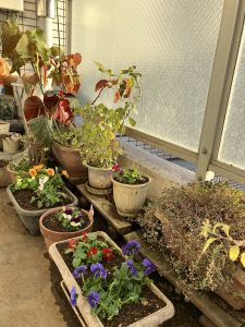 久しぶりに植えたパンジー