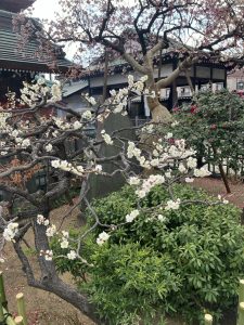 白梅がきれいでした。