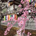 ピンクの梅が可愛く咲いていました。