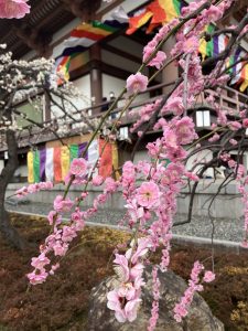 ピンクの梅が可愛く咲いていました。