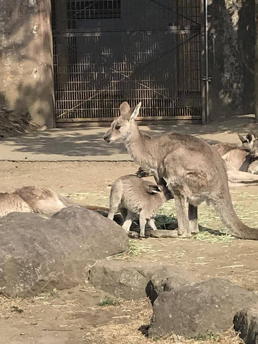 オオカンガルー