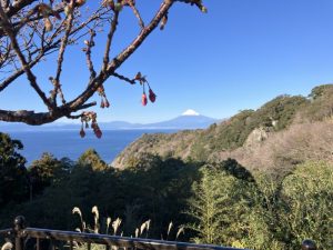 河津桜と富士山
