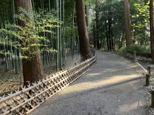 大杉林と孟宗竹林