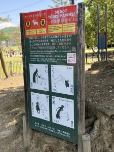 しかは野生動物