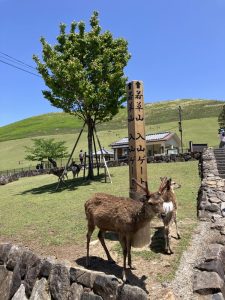 若草山