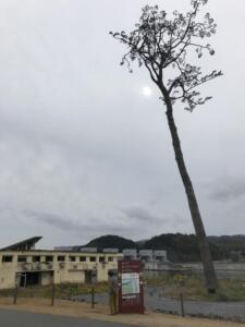 奇跡の一本松