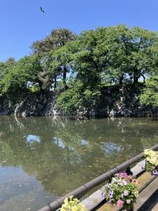 お堀の木に沢山の鳥